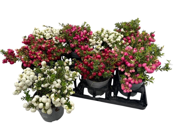 <h4>GAULTH MUCRONATA</h4>