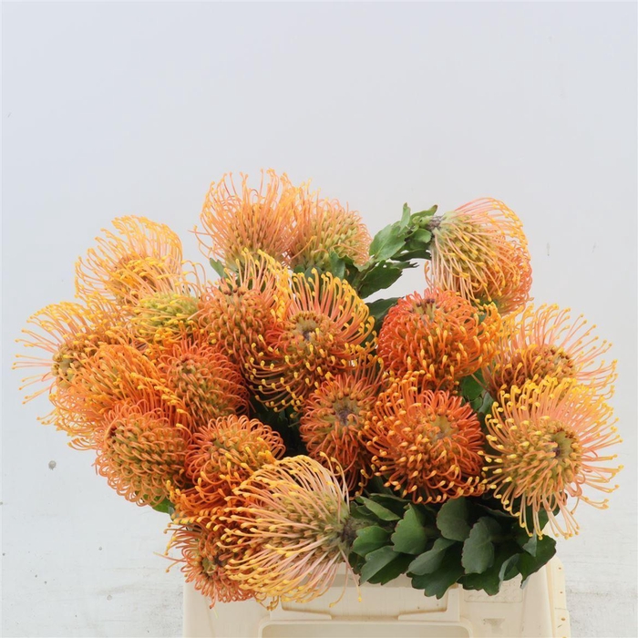 <h4>Leucospermum Peter Cone</h4>