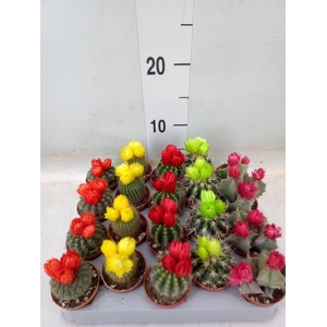 Cactus   ...decorated