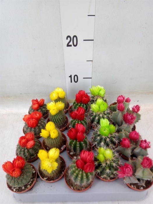 <h4>Cactus   ...decorated</h4>