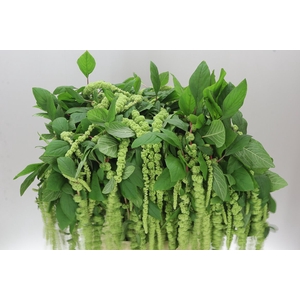 Amaranthus Ca Green Cord