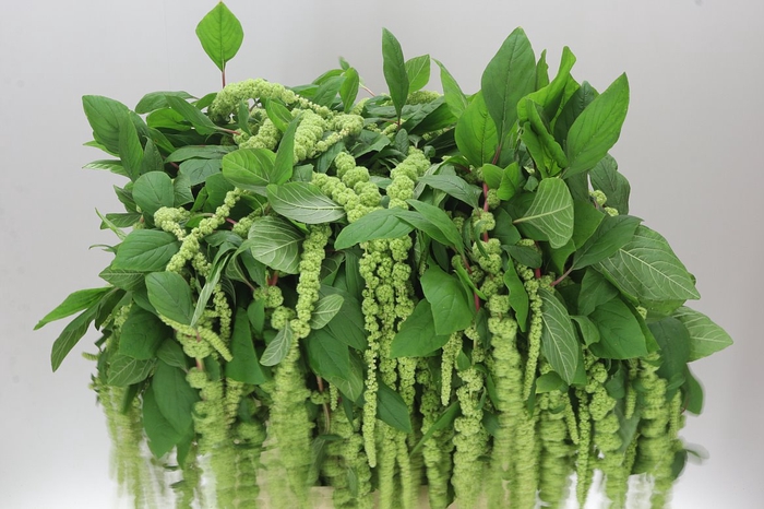 <h4>Amaranthus Ca Green Cord</h4>