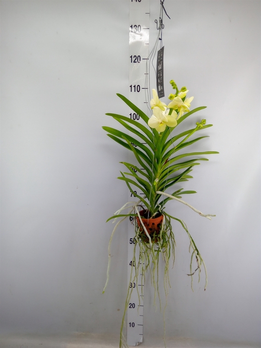 <h4>Vanda  hybriden</h4>