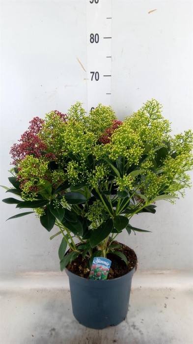 <h4>Skimmia jap.</h4>