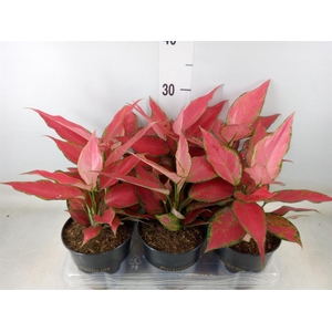 Aglaonema  'Cherry Baby'