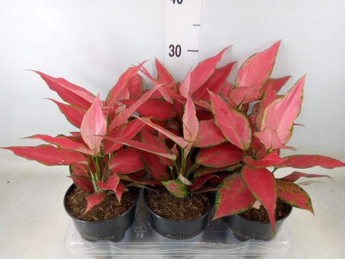 <h4>Aglaonema  'Cherry Baby'</h4>
