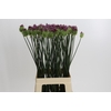Allium Sphaerocephalon