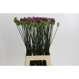 Allium Sphaerocephalon