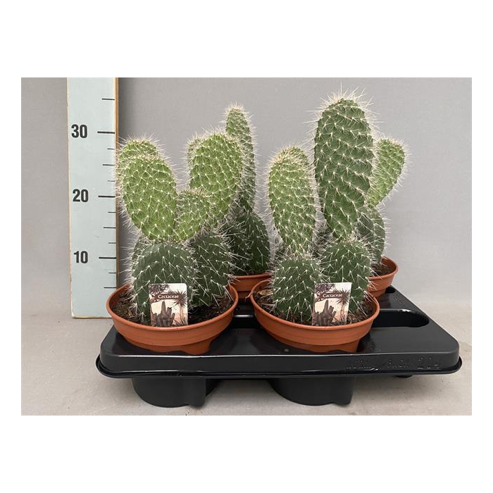 <h4>Opuntia azurea (Schijfcactus) (Cites) 15Ø 30cm</h4>