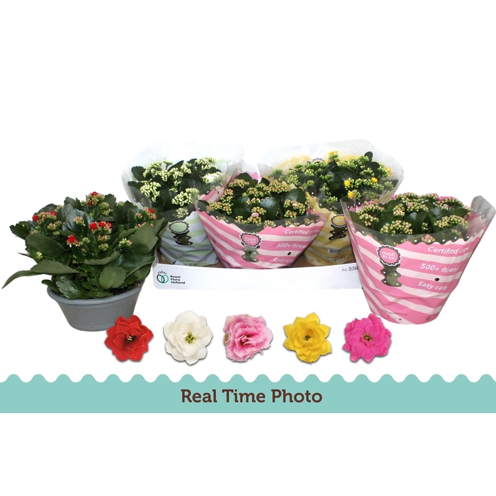 <h4>KAL GE GEM 5 KL</h4>