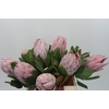 Protea Cynaroides