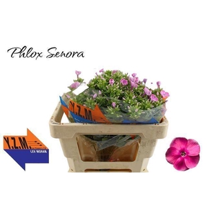 PHLOX SENORA