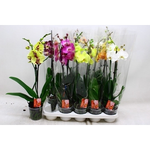 PHAL GEM 7 KL