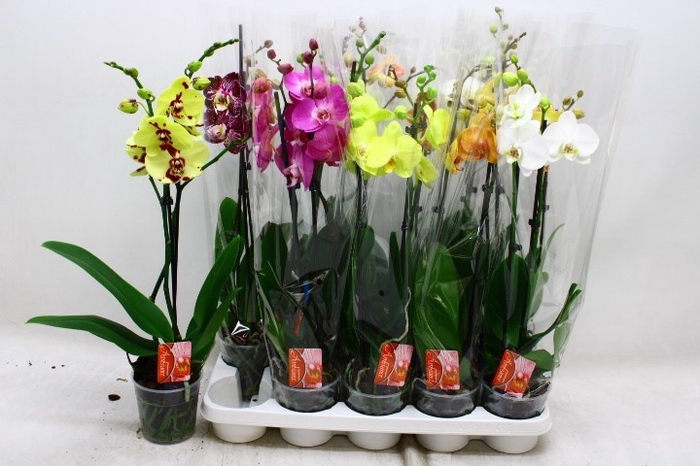 <h4>PHAL GEM 7 KL</h4>