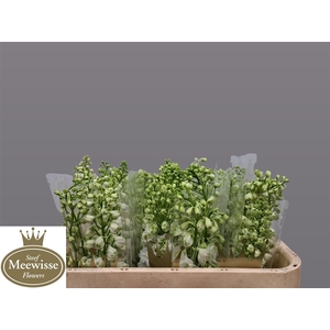 Delphinium Magic Fountains White