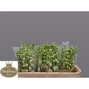 Delphinium Magic Fountains White