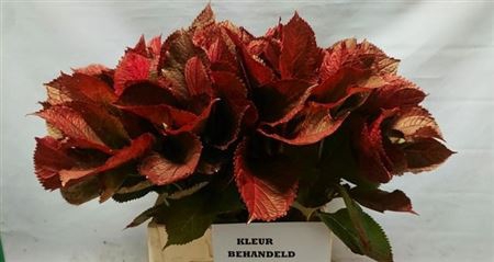 <h4>Hortensia Blad Klb Rood</h4>