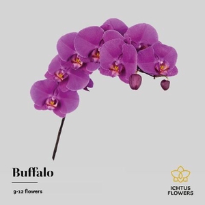 Phalaenopsis  'Ant Buffalo'