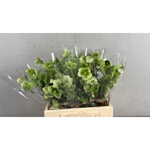 HELL MAGNIFIC BELLS 040CM