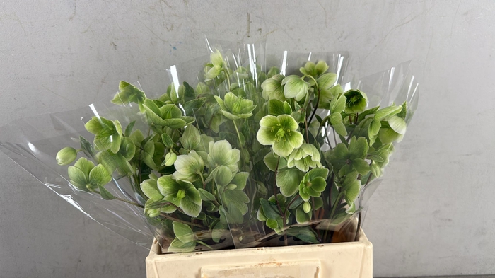 <h4>HELL MAGNIFIC BELLS 040CM</h4>