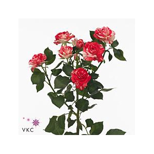 Rosa spray fireworks