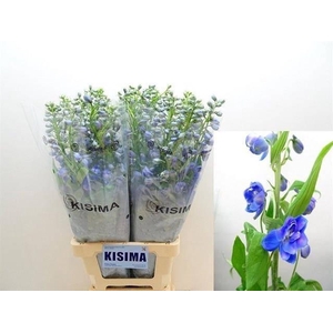 Delph Guardian Blue Kisima