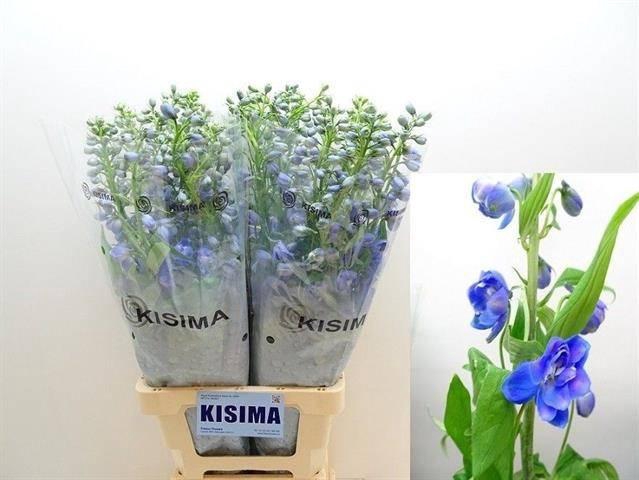 <h4>Delph Guardian Blue Kisima</h4>