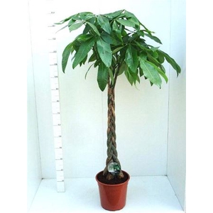 Pachira Aquatica