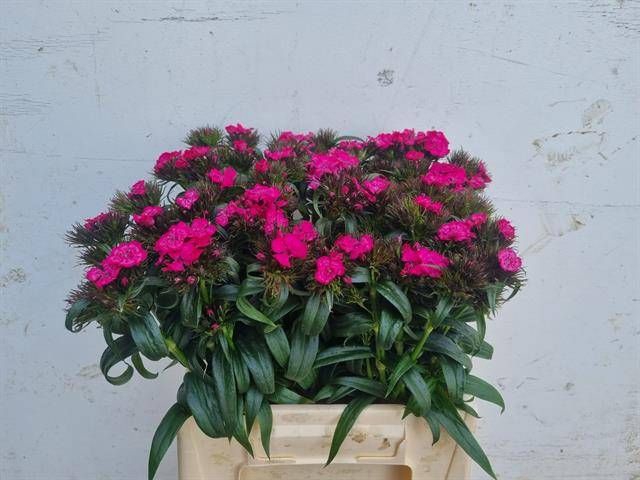 <h4>DI BARB B ROSE</h4>