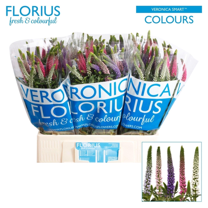 <h4>VERONICA  'SMART COULOURS'   ...MIX</h4>