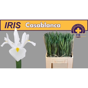 IRIS CASABLANCA