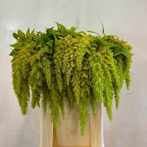 Amaranthus Spider Green Iterson