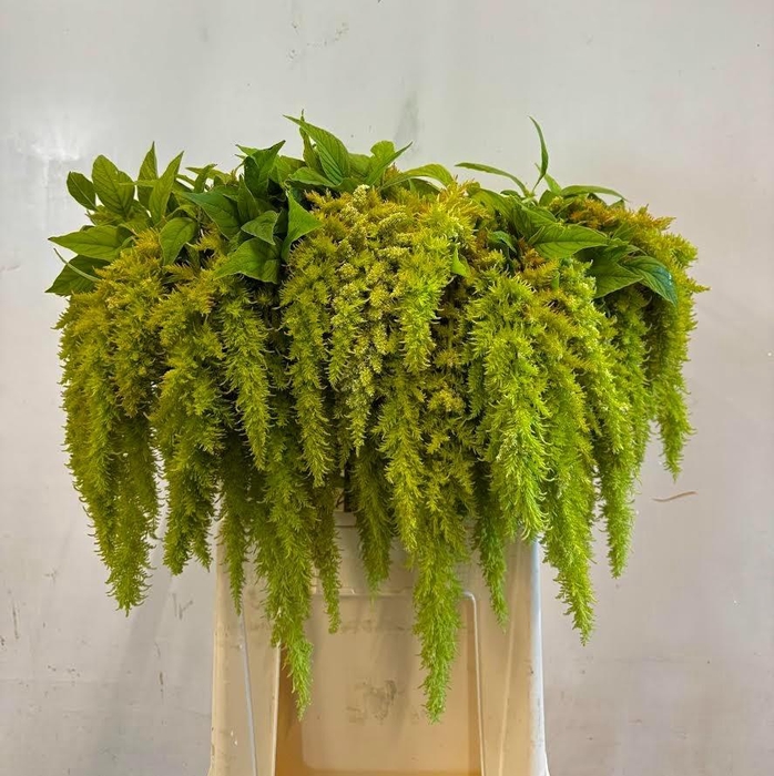 <h4>Amaranthus Spider Green Iterson</h4>