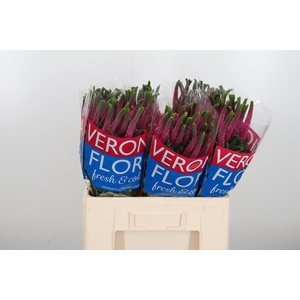 Veron Smart Iselle
