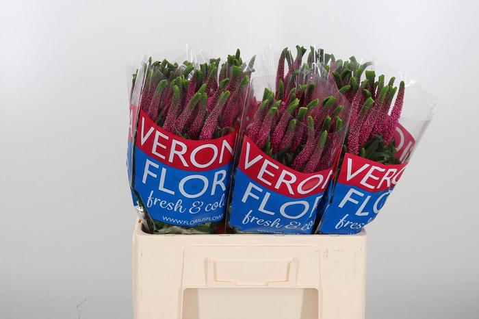 <h4>Veron Smart Iselle</h4>