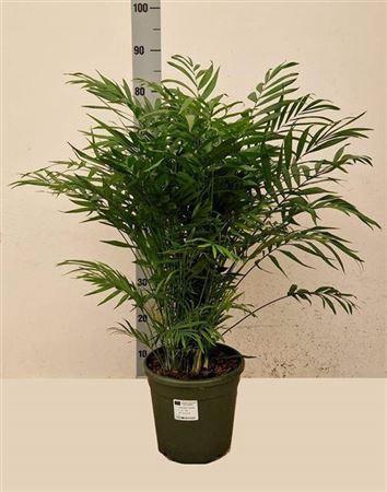 <h4>Chamaed Elegans</h4>