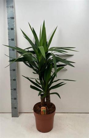 <h4>Yucca 4515</h4>