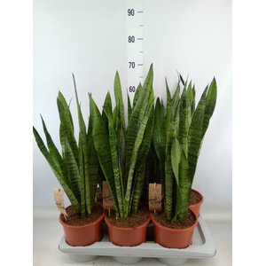 Sansevieria zeylanica