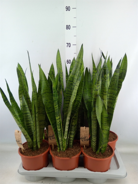 <h4>Sansevieria zeylanica</h4>