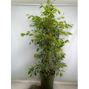Ficus benja. 'Golden King'