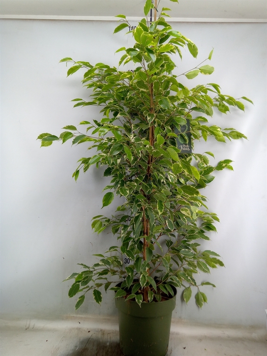 <h4>Ficus benja. 'Golden King'</h4>