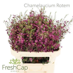 Chamelaucium Rotem
