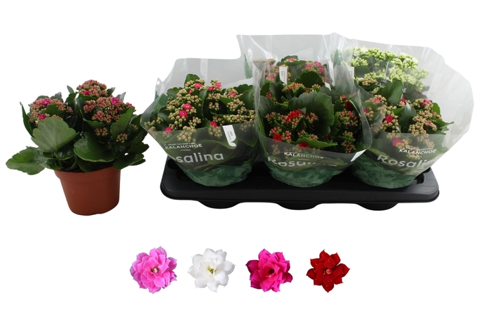 <h4>KAL GE RO GEM 4 KL</h4>