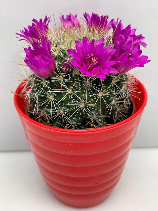 <h4>CACTUS BLOEIEND</h4>