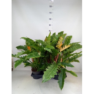 Philodendron  'Ring of Fire'