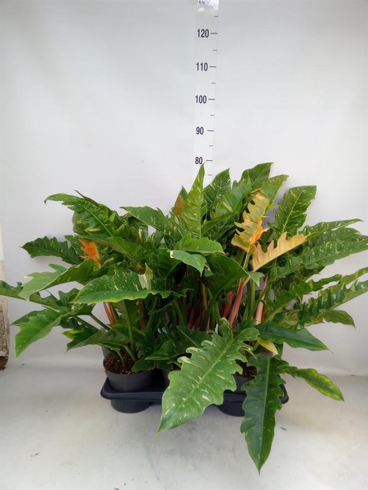 <h4>Philodendron  'Ring of Fire'</h4>