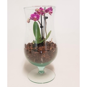 PHALAENOPSIS-HYBRID p6 pokaal