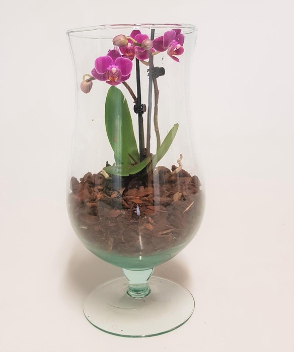 <h4>PHALAENOPSIS-HYBRID p6 2t pokaal</h4>