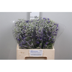 Delph En Volkerfrieden