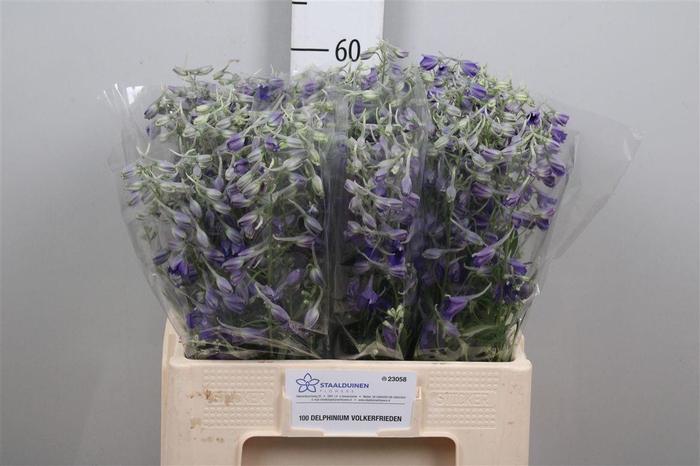 <h4>Delph En Volkerfrieden</h4>